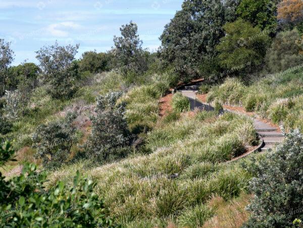 Bushland pathway landscape