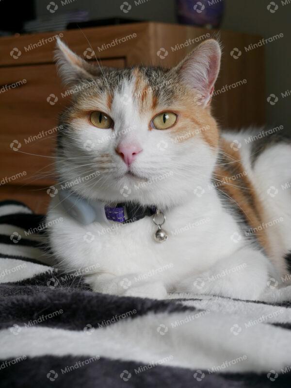 Cat lying down indoors portrait