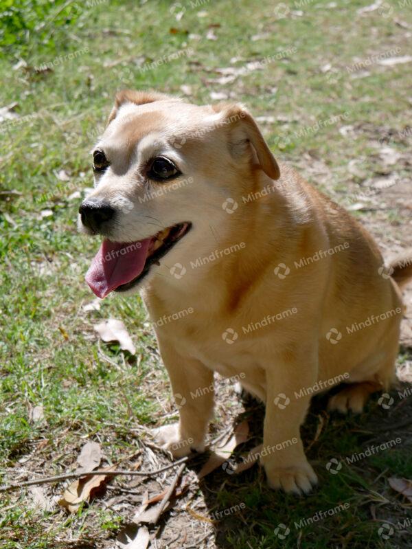 Dog sitting on grass