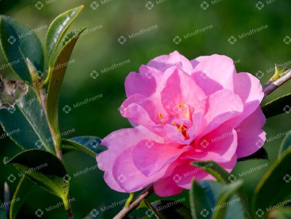 Pink Camellia