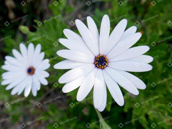 White flower in nature