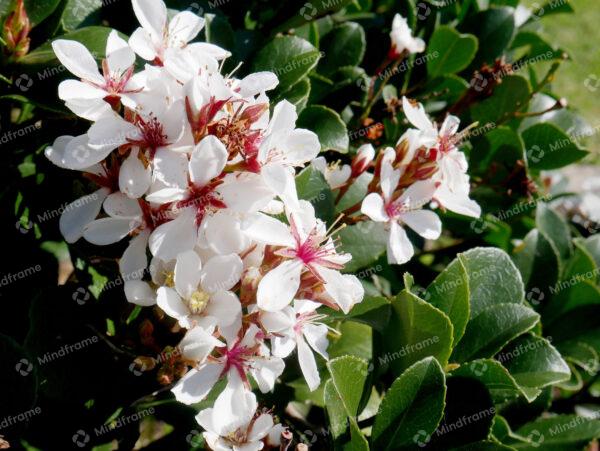 White flowers landscape