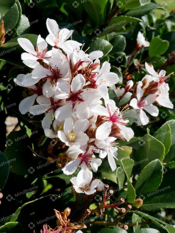 White flowers portrait