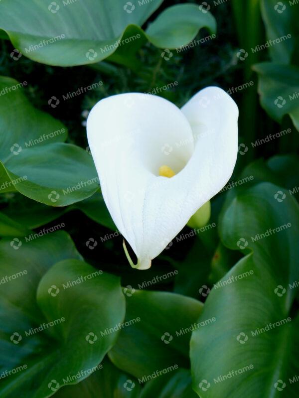 White lily in green foliage portrait 2