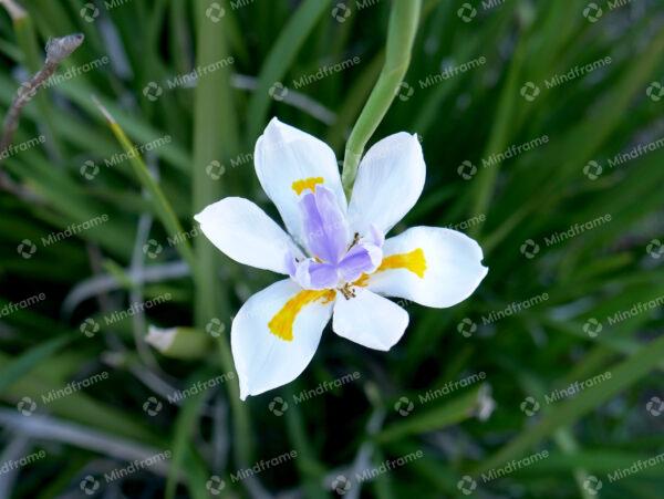 White purple and yellow flower